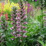 Acanthus