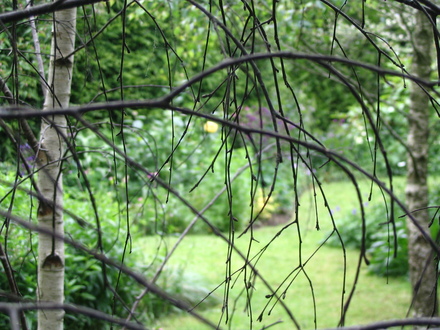 Silver Birches (Betula pendula)