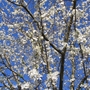 Cherry Plum or Myrobalan (Prunus cerasifera (Purple plum))