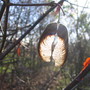 Paper-bark Maple (Acer griseum (Paper-bark maple))