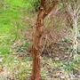 Paper-bark Maple (Acer griseum (Paper-bark maple))