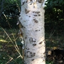 Paper Birch or Canoe Birch (Betula papyrifera (Canoe Birch))