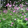 Red Campion (Silene dioica (Red Campion))