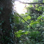 Woodland scene