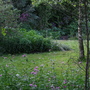 A garden flower photo