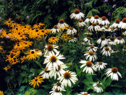 Rudbeckia and Echinacea (Rudbeckia fulgida 'Goldsturm' and Echinacea purpurea 'White Swan')