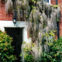Wisteria
