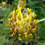 Kidney Vetch (Anthyllis vulneraria (Kidney vetch))