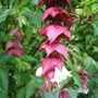 Leycesteria formosa (Leycesteria formosa)