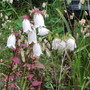 Campanula takesimana (Campanula takesimana)