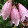 Campanula takesimana 'Elizabeth' (Campanula takesimana 'Elizabeth')