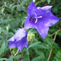 Campanula - unknown variety (Campanula)