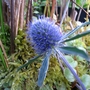 Sea Holly (Eryngium x tripartitum)