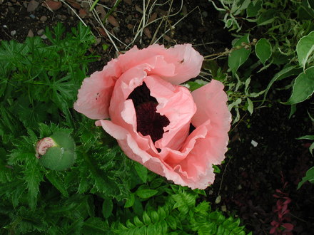 Oriental poppy (Papaver orientale)