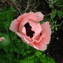 Papaver orientale