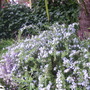 Rosemary in bloom (Rosmarinus officinalis (Rosemary))