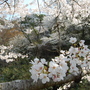 Cherry blossom close up
