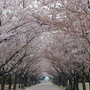 Cherry blossom lined path