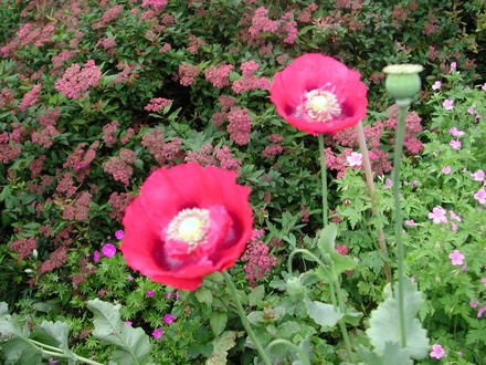 'wild' poppies (Papaver)