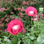 Papaver