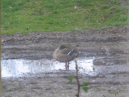 Vera duck returns - thank you to all well wishers.