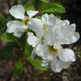 Exochorda x macrantha