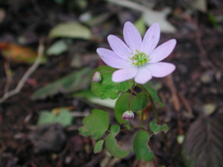 Anemonella thalictroides 'Rosea' (Anemonella thalictroides (Wood Anemone) 'Rosea')