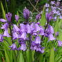 Bluebells