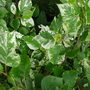 poplar leaves (Populus x jackii 'Aurora')