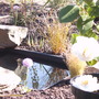 Pond with white Camellia (Primula denticulata (Drumstick primula))