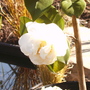 Camellia by pond (Camellia e.t.r. 'Carlyon')