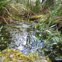 Wildlife pond