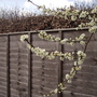 Damson Blossom (Prunus insititia (Vistabile))