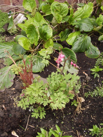 Dicentra & Bergenia (Dicentra spectabilis)