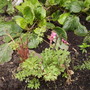 Dicentra & Bergenia (Dicentra spectabilis)