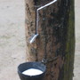 Rubber, collection of natural latex