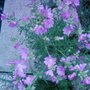 wild mallow