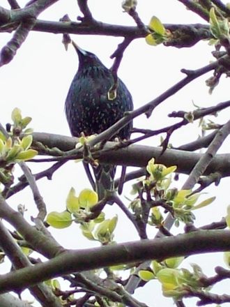 Mr Starling
