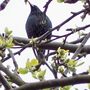 Mr Starling