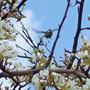 Blue Tit....