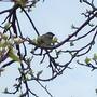 Cock Sparrow Again ....