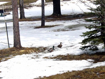 Mallard Ducks