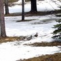 Ducks