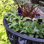 Wicked Witch's Castle Planter