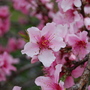 Japanese blooms