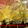 A very big florist