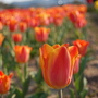 Tulips in bloom
