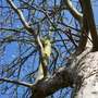 Old Apple Tree....