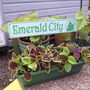 Entrance to Emerald City
