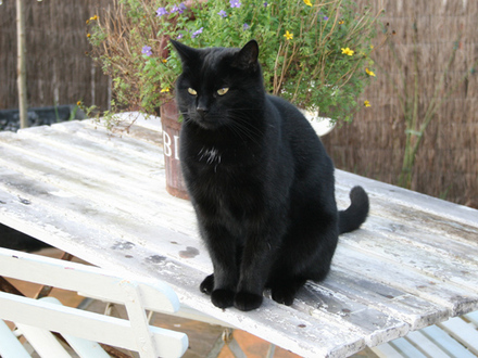 Sooty